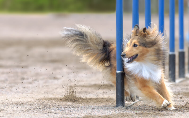 canine-regisistry-home